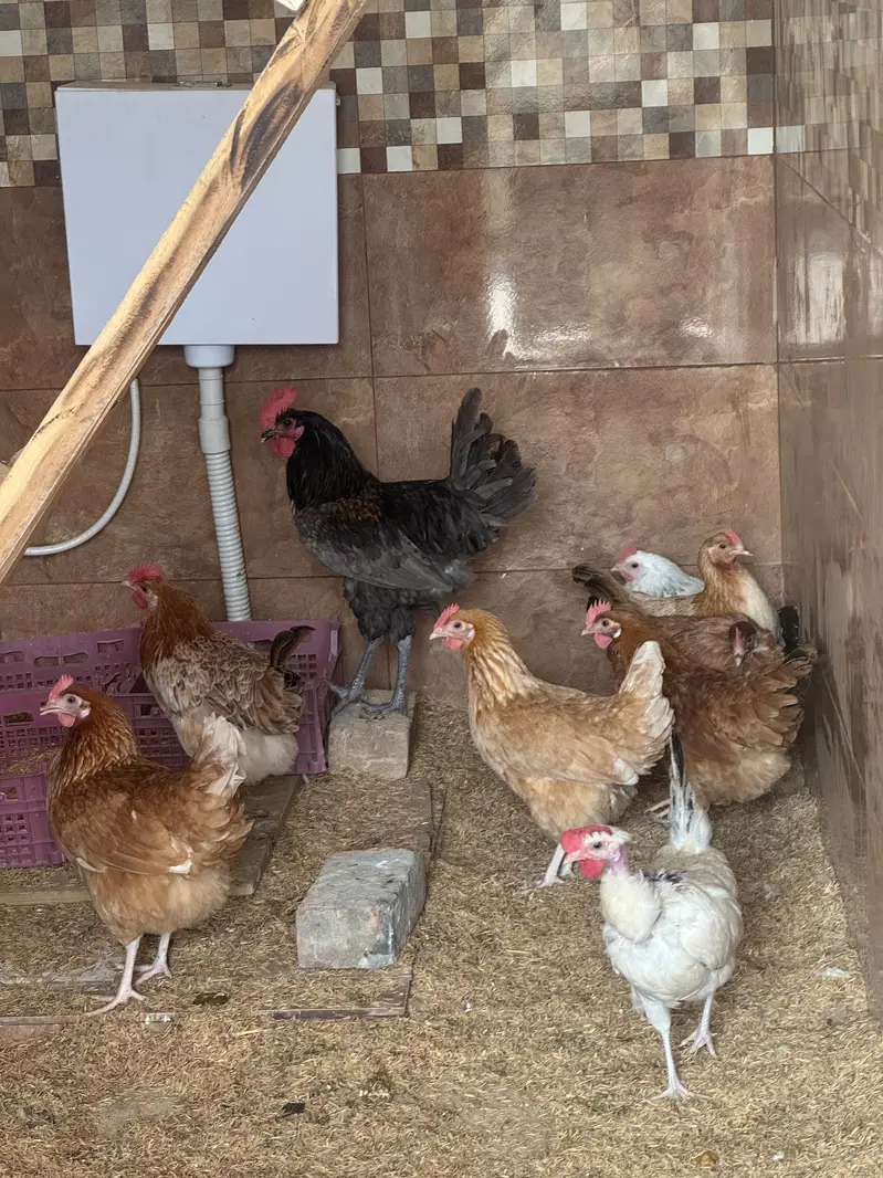 Fertile Eggs Lohman, Naked Neck and Desi hen, Australop male — photo 4