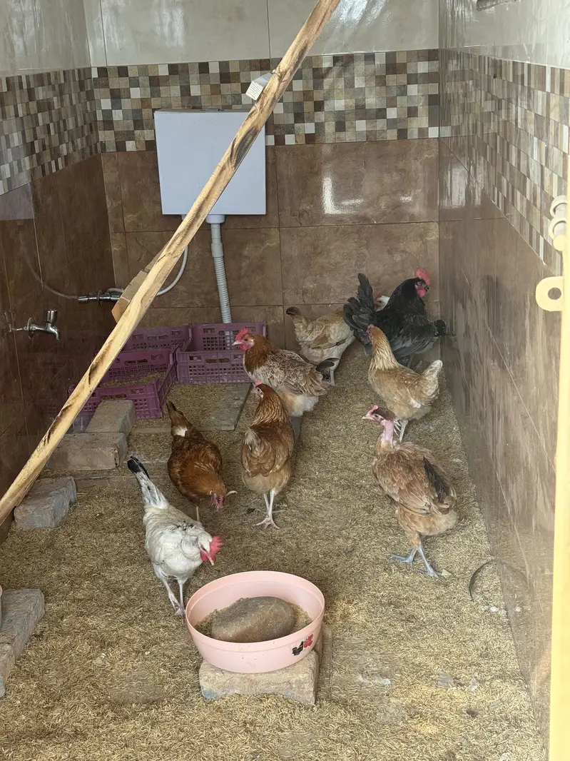 Fertile Eggs Lohman, Naked Neck and Desi hen, Australop male — photo 5