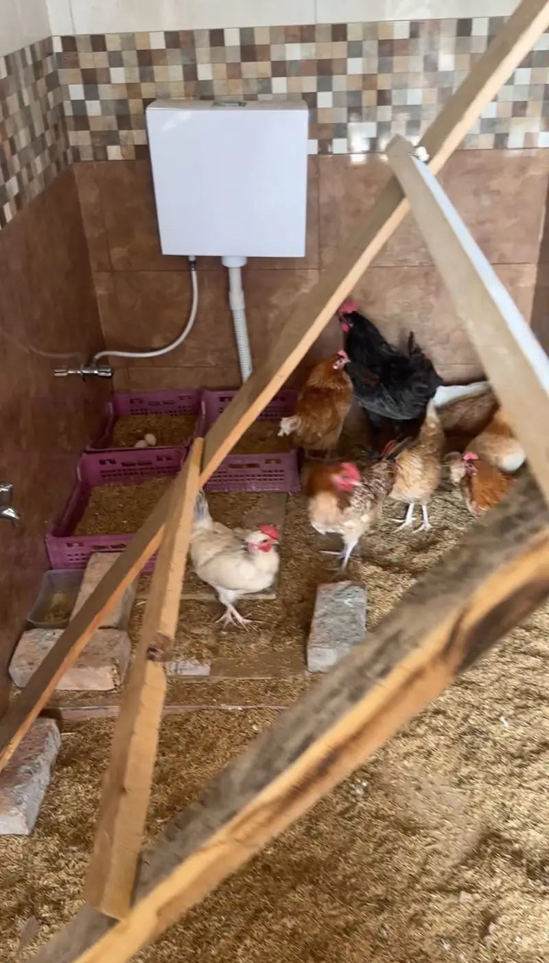 Fertile Eggs Lohman, Naked Neck and Desi hen, Australop male — photo 7