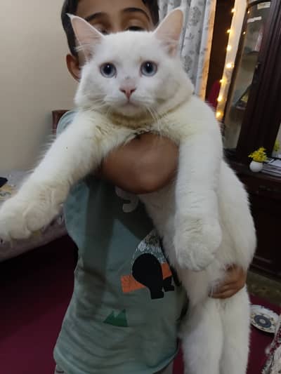 Fluffy. Fully trained. Friendly