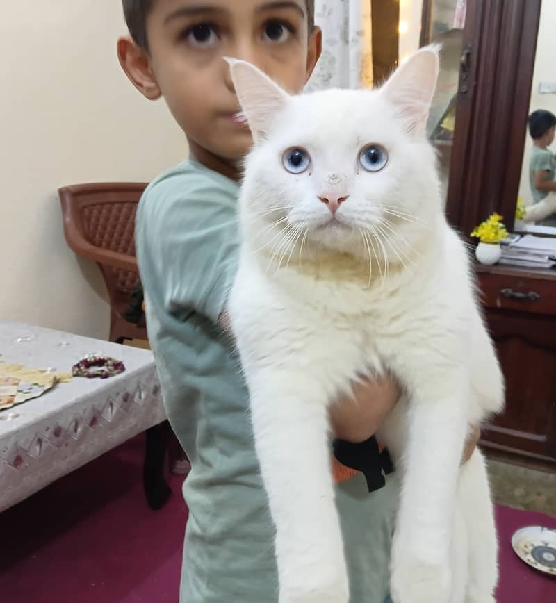 Fluffy. Fully trained. Friendly 1