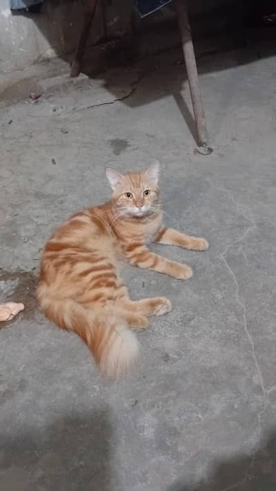 Golden tabby semi percian cat - fluffy tail - healthy active
