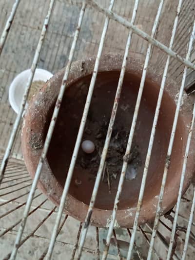 Australian Parrots All types Parrots Available