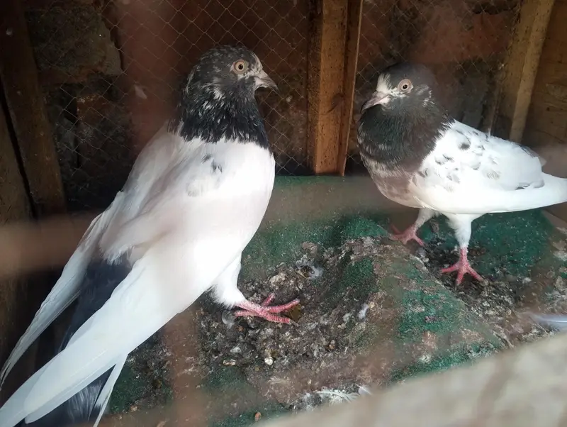 tadi or batera pir — photo 6