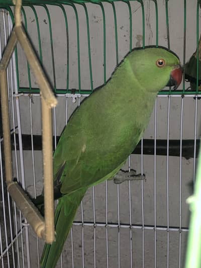 Female