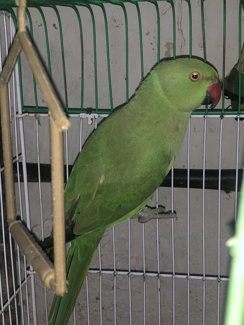 Female 0