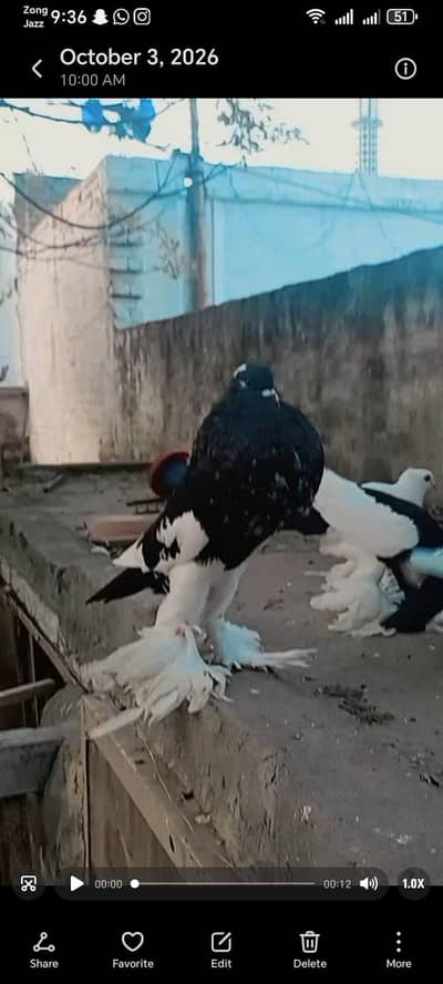2 magpie male for sale