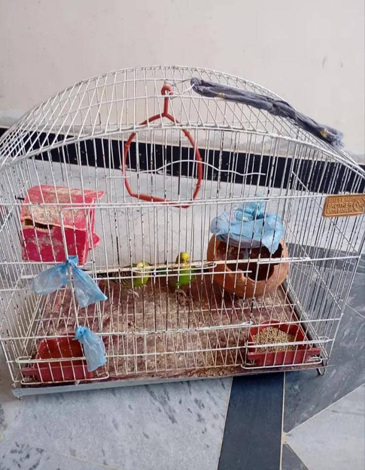 parrot with cage 0