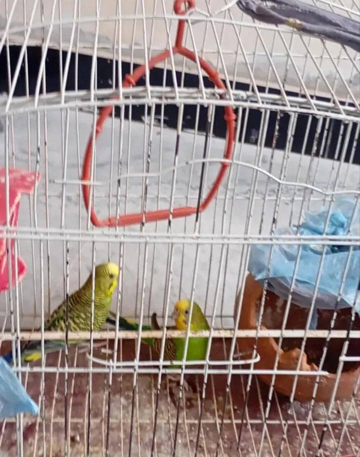 parrot with cage 1