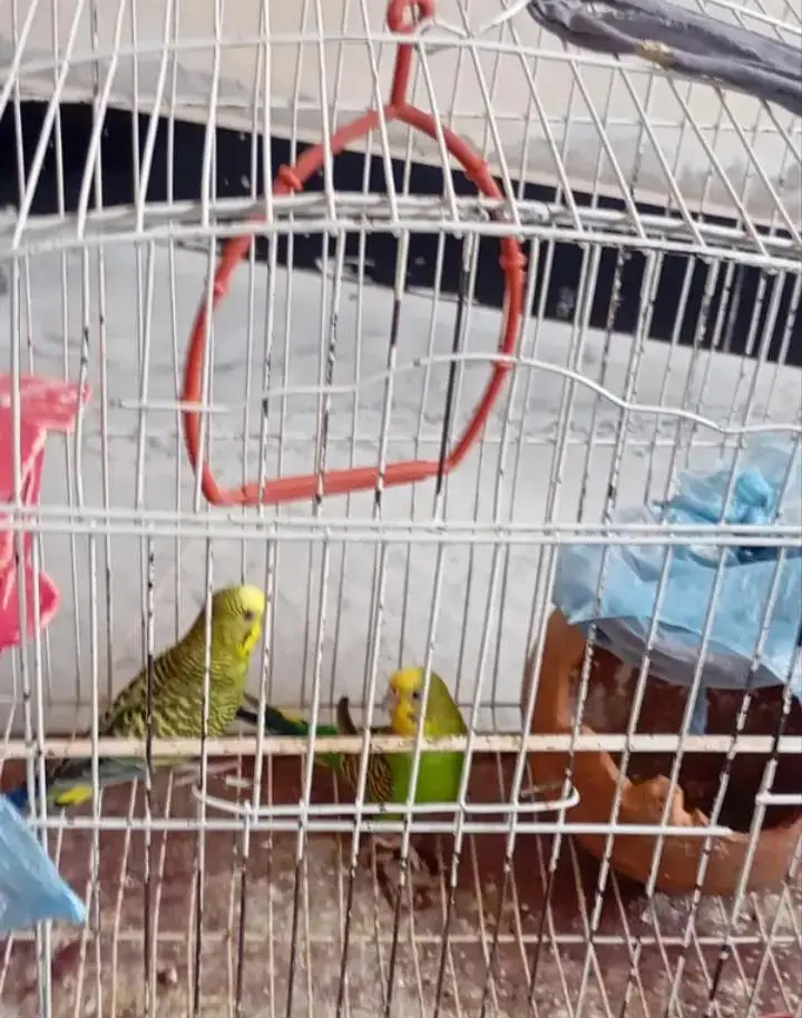 parrot with cage — photo 2