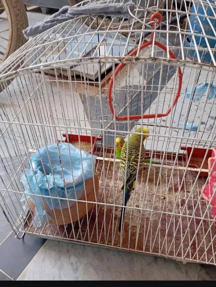 parrot with cage 2
