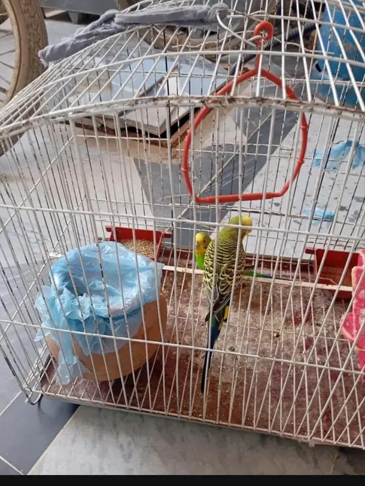 parrot with cage — photo 3