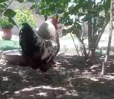 silver laced wyandotte 1 male for sale 0314709929
