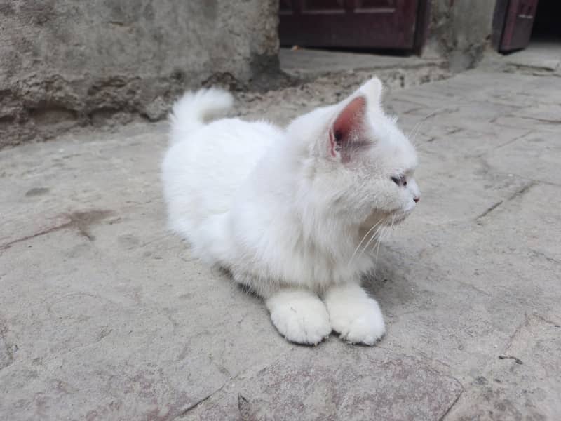 white 0
