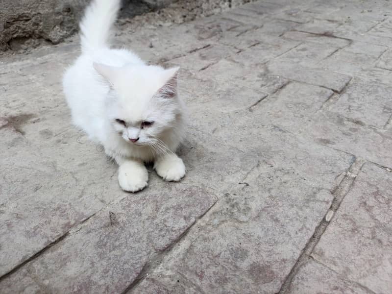 white 1