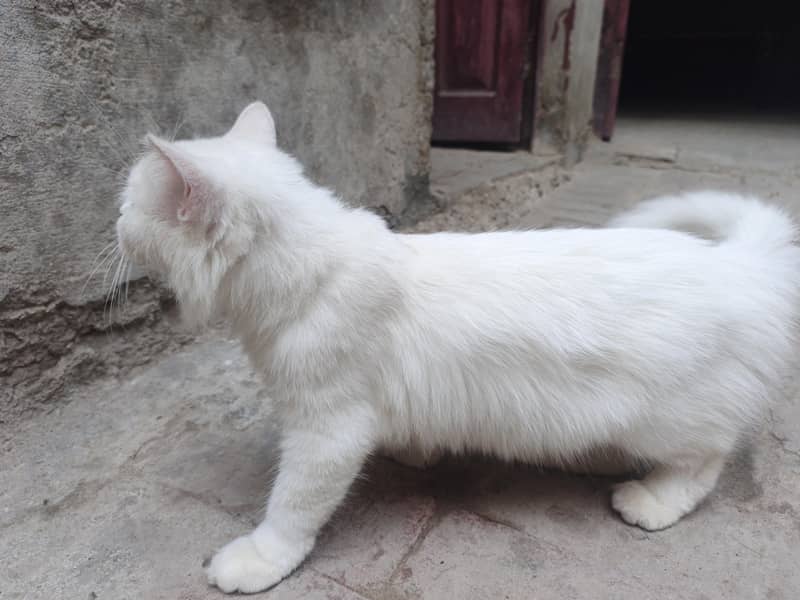 white 2