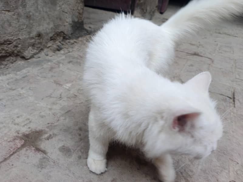 white 4