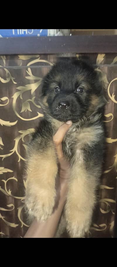 Black German Shepherd female puppies Long coat Available for sale