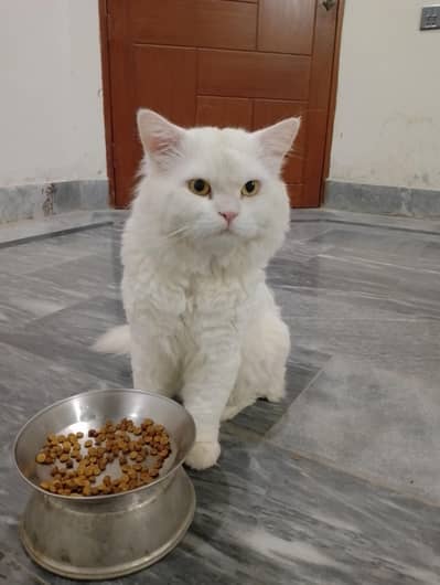Heavy Stud Male cat available for sale WhatsApp num 03/06/55/52/120