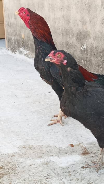 mianwali Aseel breeder pair