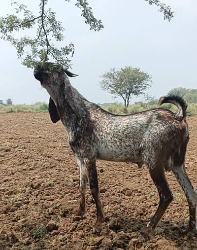 مکھی چینا بکرا فار سیل