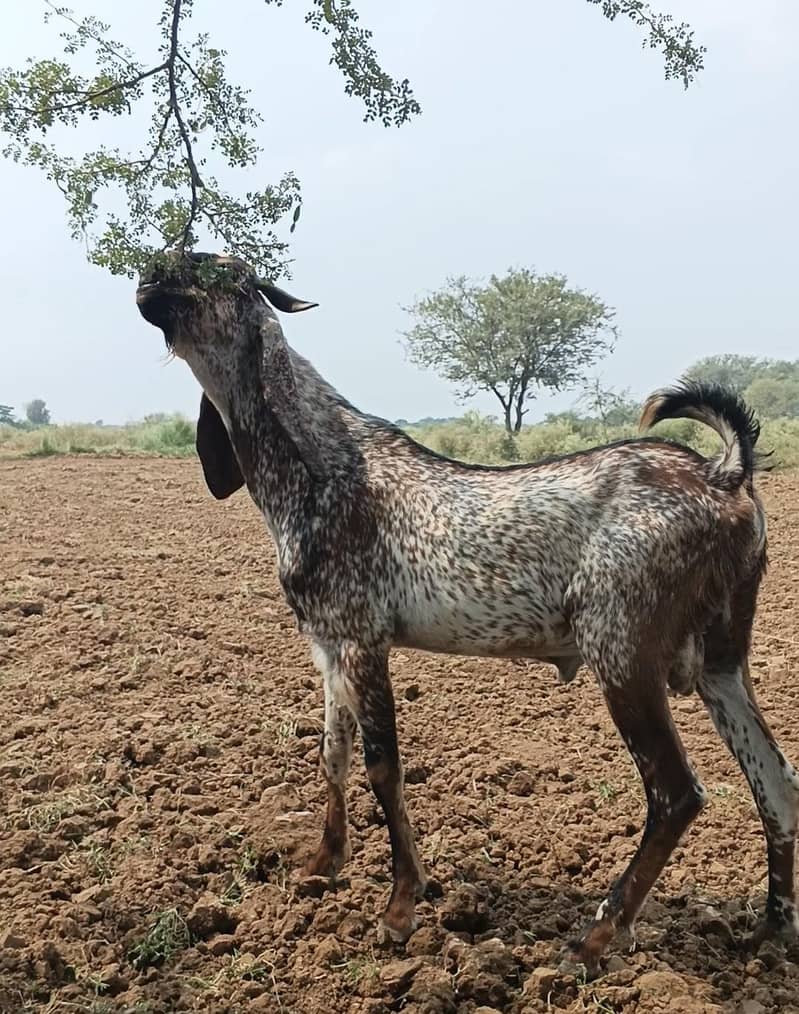 مکھی چینا بکرا فار سیل 0