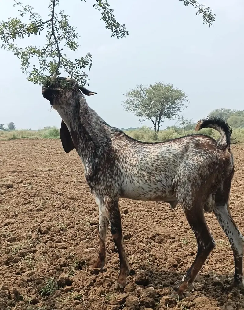 مکھی چینا بکرا فار سیل