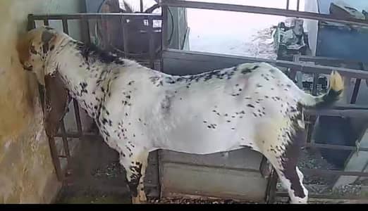 Breeder amritsari Beetal Sale/Crossing