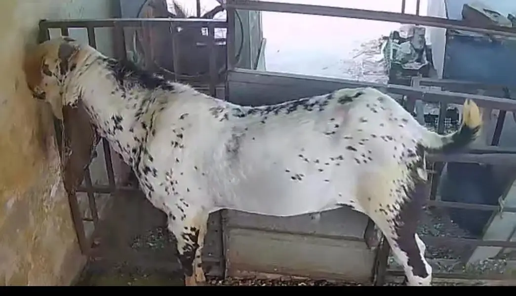 Breeder amritsari Beetal Sale/Crossing