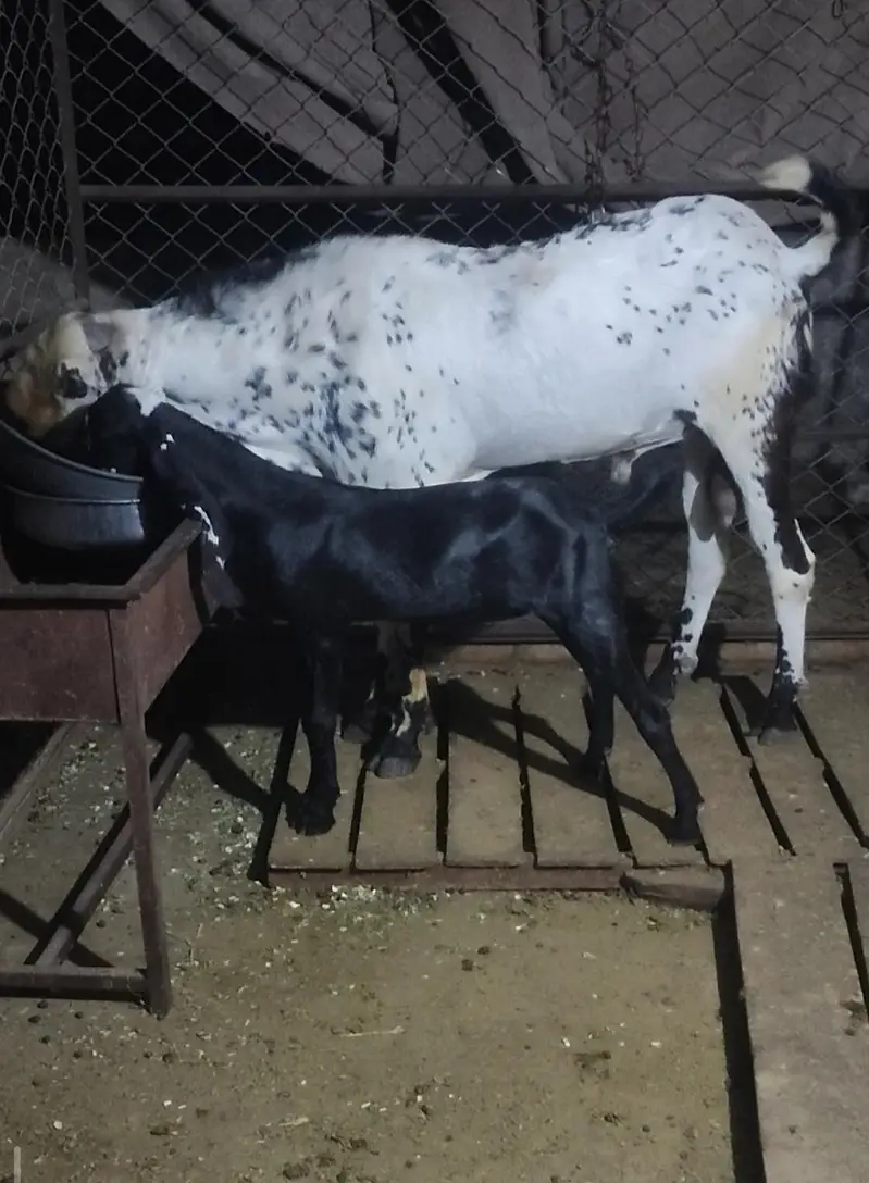 Breeder amritsari Beetal Sale/Crossing — photo 2