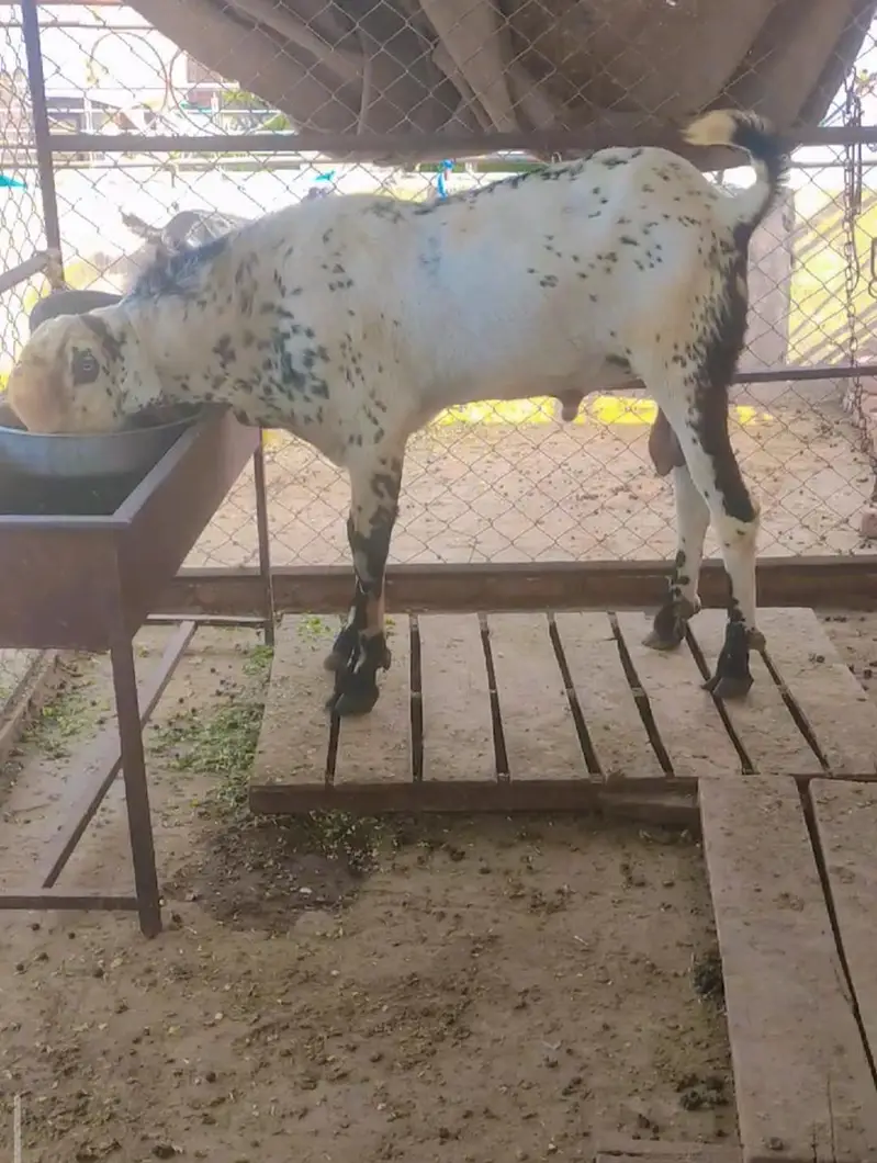 Breeder amritsari Beetal Sale/Crossing — photo 3