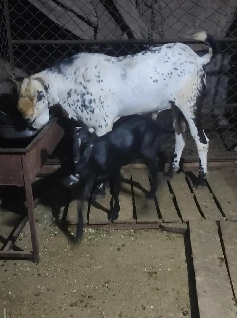Breeder amritsari Beetal Sale/Crossing — photo 4