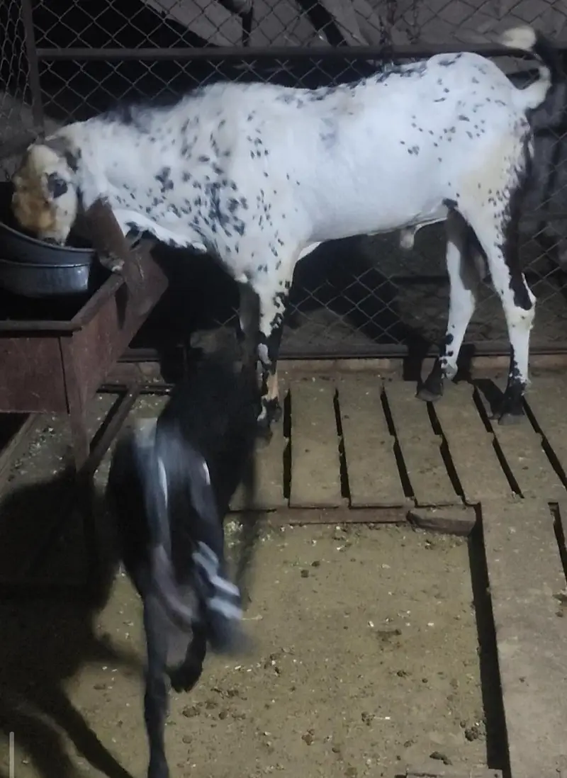 Breeder amritsari Beetal Sale/Crossing — photo 5