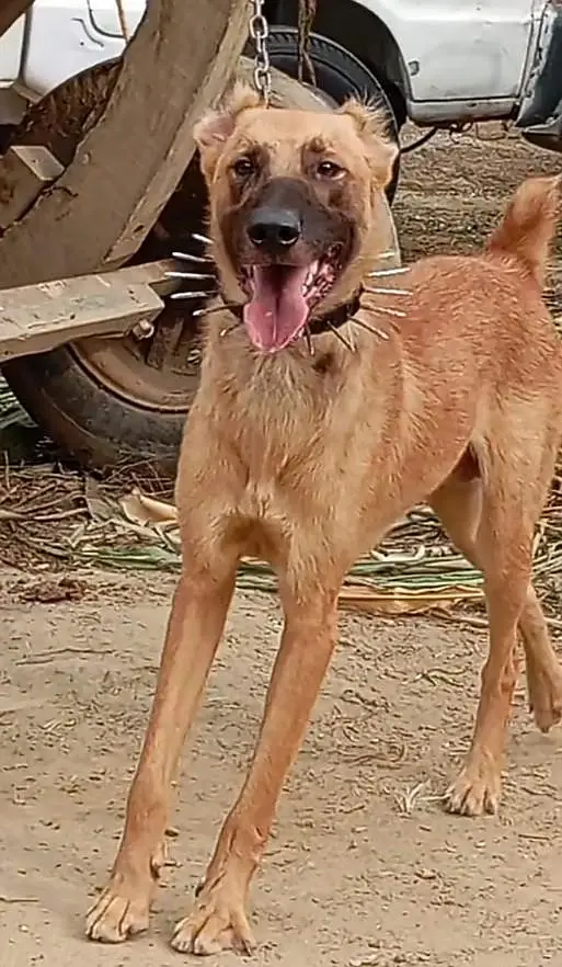 Afghan kuchi dog aje 10 month for sale