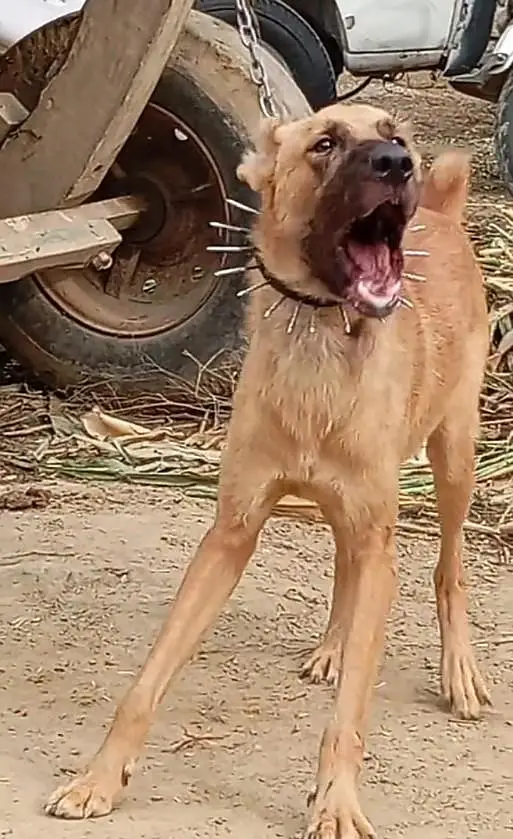 Afghan kuchi dog aje 10 month for sale — photo 2