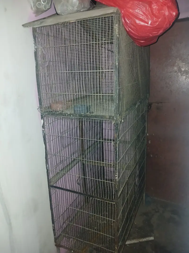 Birds Cage — photo 2