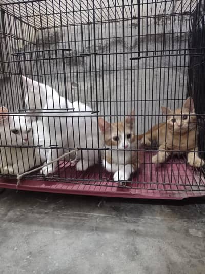 3 female kitten's