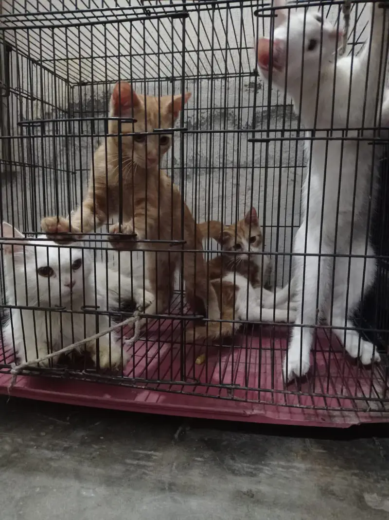 3 female kitten's — photo 2