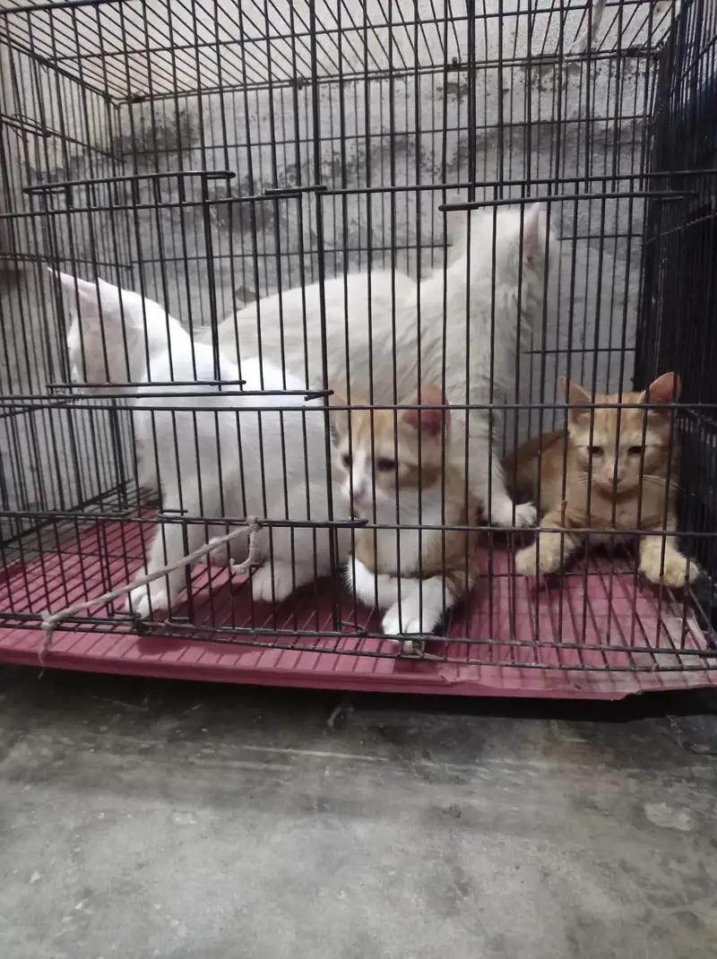 3 female kitten's — photo 3