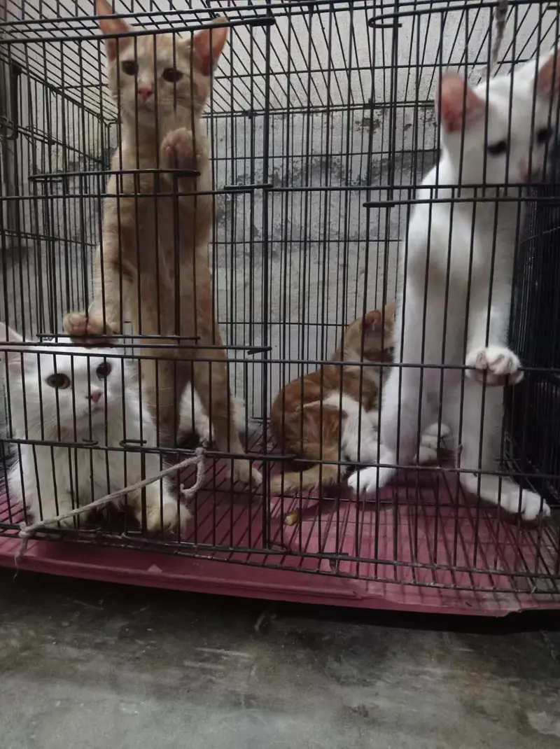 3 female kitten's — photo 4