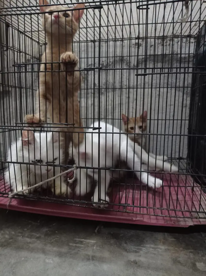 3 female kitten's — photo 5
