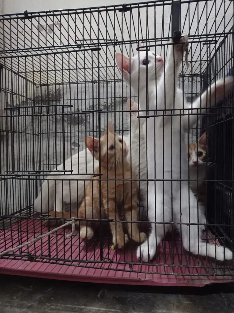 3 female kitten's — photo 6