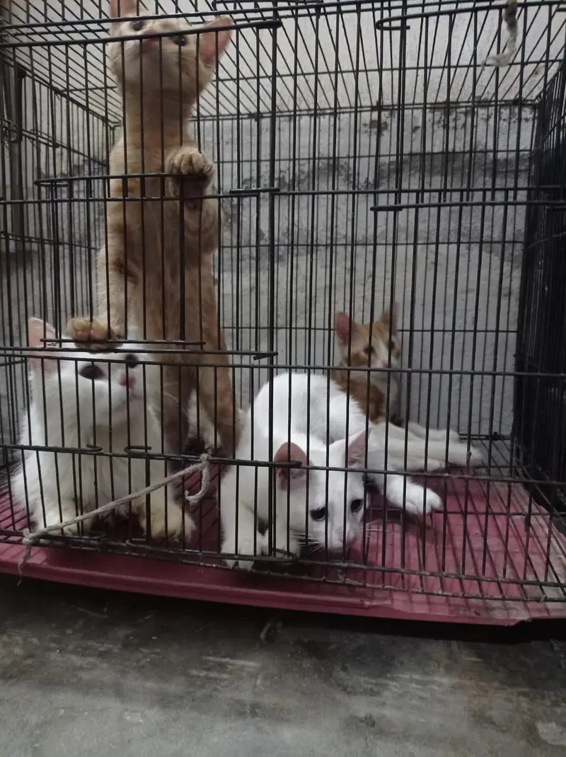 3 female kitten's — photo 7