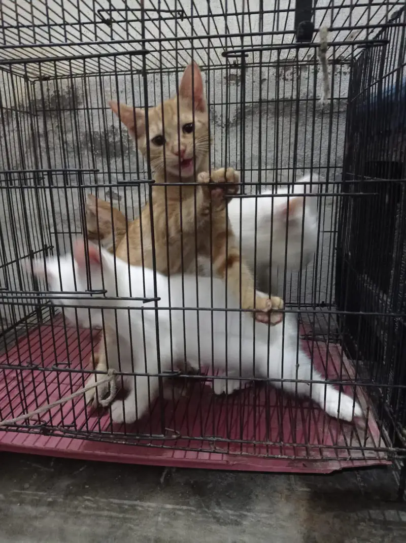 3 female kitten's — photo 8