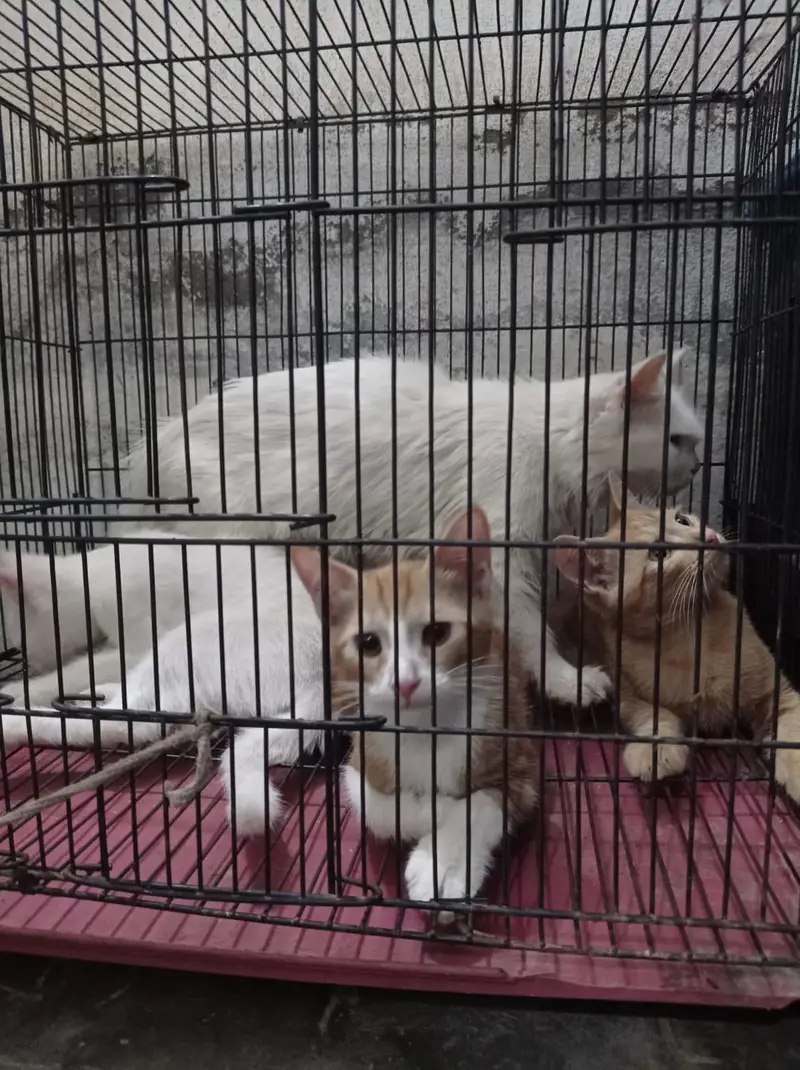 3 female kitten's — photo 9