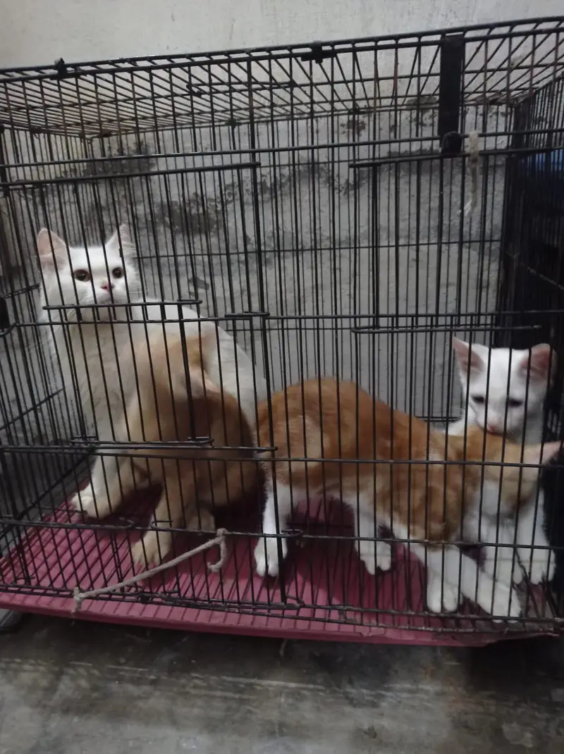 3 female kitten's — photo 10