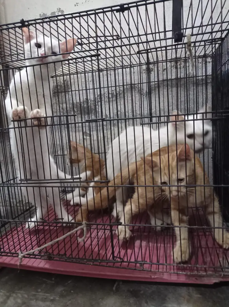 3 female kitten's — photo 11