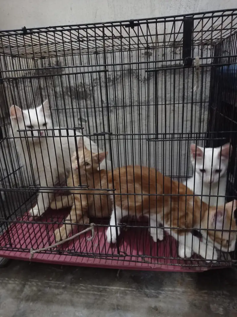 3 female kitten's — photo 12