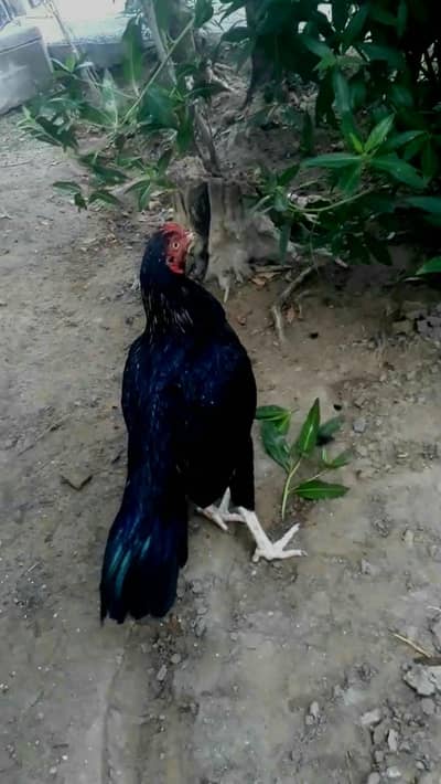 visit chanel for aseel hens