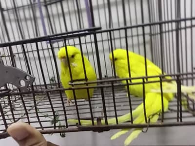 Lutino budgerigar red eyes ( X size )